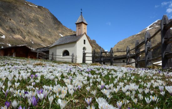 Spring Special Spring Special